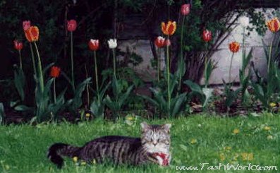 Always have time to pose in front of the tulips!
