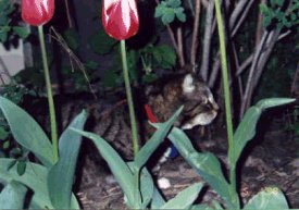 A tiger amongst the tulip jungle