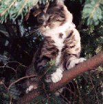 Tash out on a tree limb